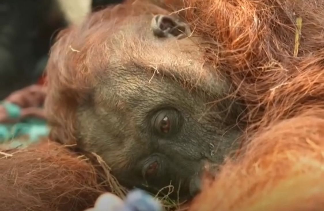 Kondisi orangutan yang ditemukan terkapar dan tidak sadarkan diri di tengah jalan area perkebunan kelapa sawit Desa Laman Satong. (Dok. Ist)