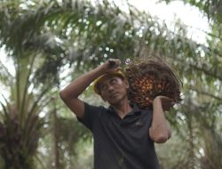 Harga Global Naik, Ekspor CPO Semester I-2026 Tumbuh 7,32 Persen