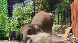 Pawang yang Tertimpa Gajah di Lembang Alami Dislokasi Paha