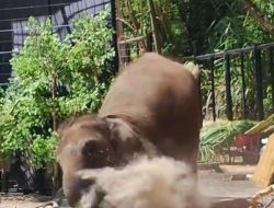 Pawang yang Tertimpa Gajah di Lembang Alami Dislokasi Paha