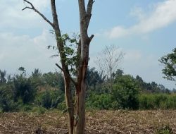 Kisruh Sengketa Lahan di Dusun Sihaporas Simalungun, Pohon Diduga Dirusak di Tengah Proses Hukum