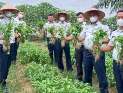 Lapas Muara Tebo Dukung Program Ketahanan Pangan Melalui Panen Kangkung Hasil Pembinaan Kemandirian Warga Binaan