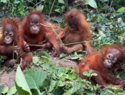 Bayi Orang Utan Muncul di Hutan India, Indonesia Tidak Aman Lagi?