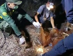 Orang Utan Raya dan Rayu Selamat dari Karhutla di Sampit