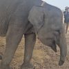 Sepuluh Tahun Dihantui Jerat Pemburu, Kisah Pilu Gajah Erin Bertahan Hidup dengan Belalai Buntung di Way Kambas