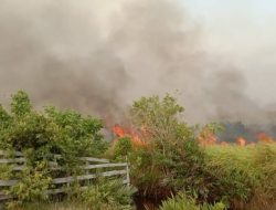 Api Karhutla Tembus Jantung Tanjung Puting